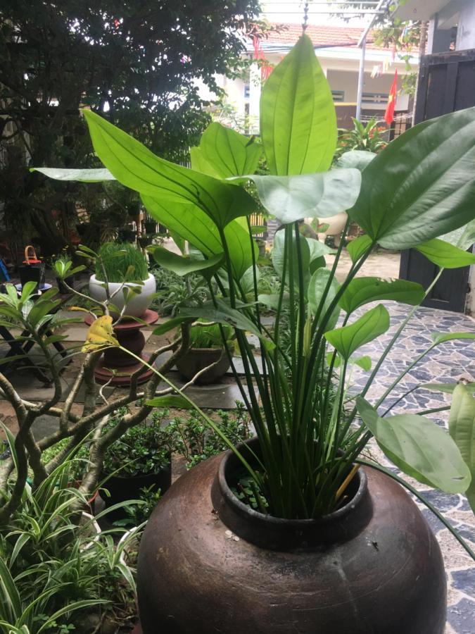 Cherry Garden Homestay Хой Ан Екстериор снимка