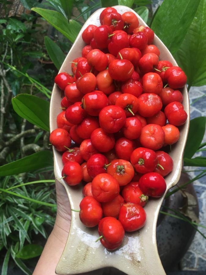 Cherry Garden Homestay Хой Ан Екстериор снимка